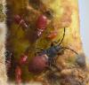Oxycarenus lavaterae